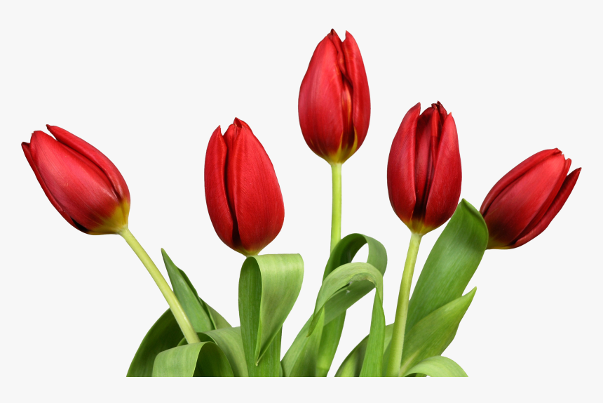 Bouquet Of Flowers - Tulips Png, Transparent Png, Free Download