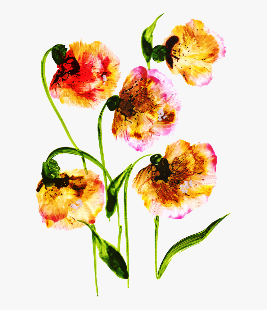 Common Peony, HD Png Download, Free Download