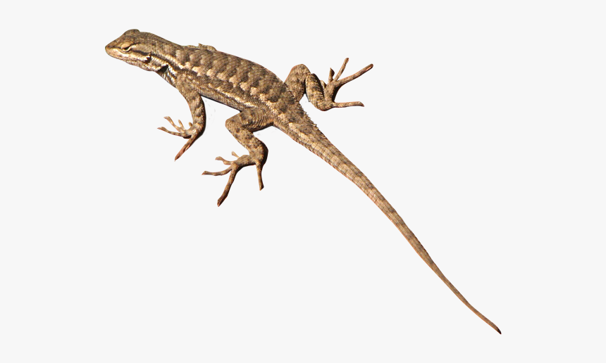 Lizard Png Transparent, Png Download, Free Download