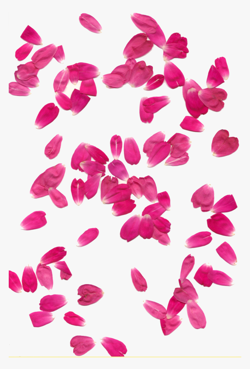 Pink Rose Petals Png - Flower Petals Rain Png, Transparent Png, Free Download