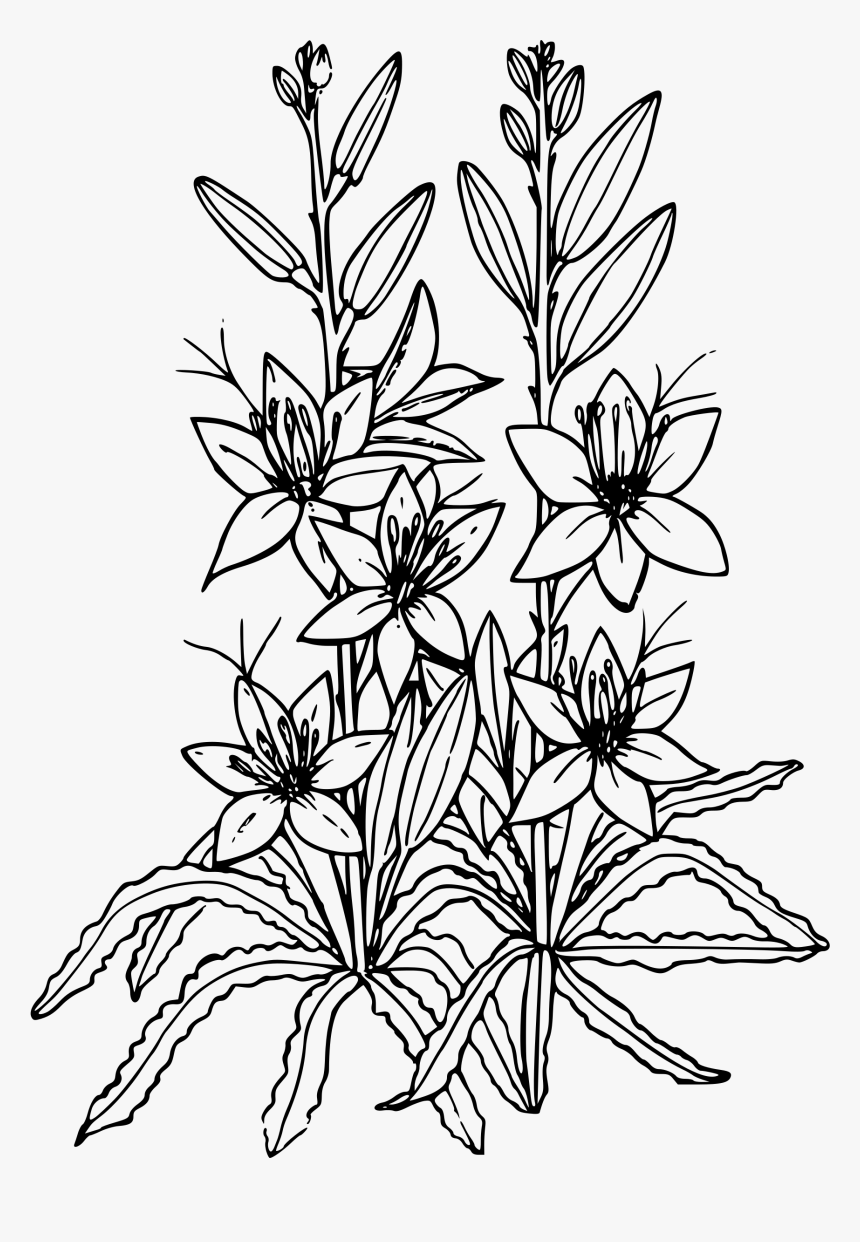 Desert Lily Clip Arts - Desert Willow Flower Drawing, HD Png Download, Free Download