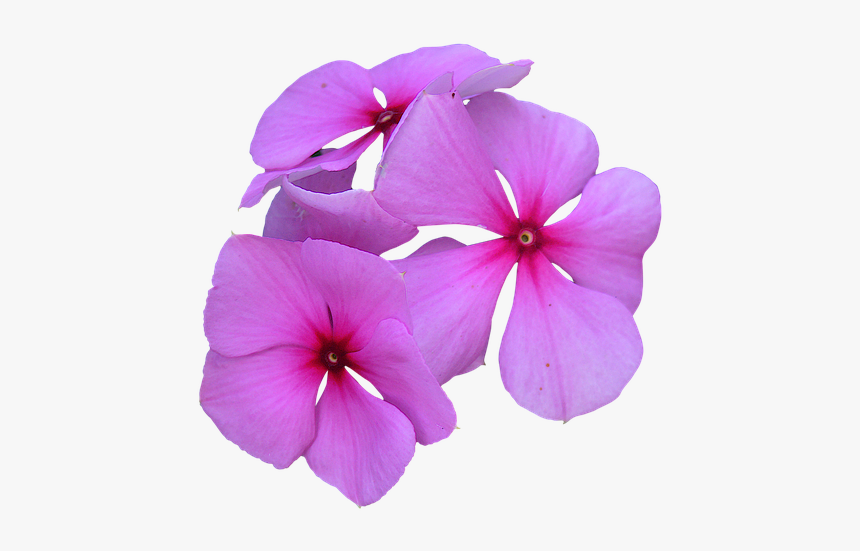 Image Cropped, Pink Flowers, Petal, Pink Petals, Flower - Flowers Cropped, HD Png Download, Free Download