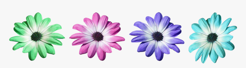 Flower, Pink, Daisy, Petals, Flora, Flowers - African Daisy, HD Png Download, Free Download