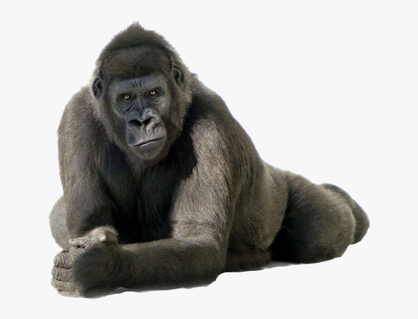 Gorilla Hd Png - Gorilla Png, Transparent Png, Free Download