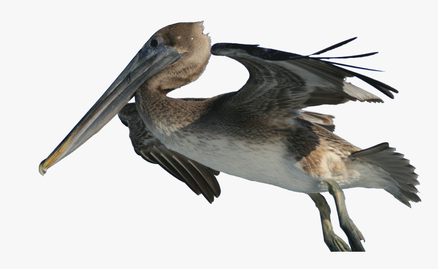 Pelecanus Occidentalis And Fishing Hook 2 - Brown Pelican Png, Transparent Png, Free Download