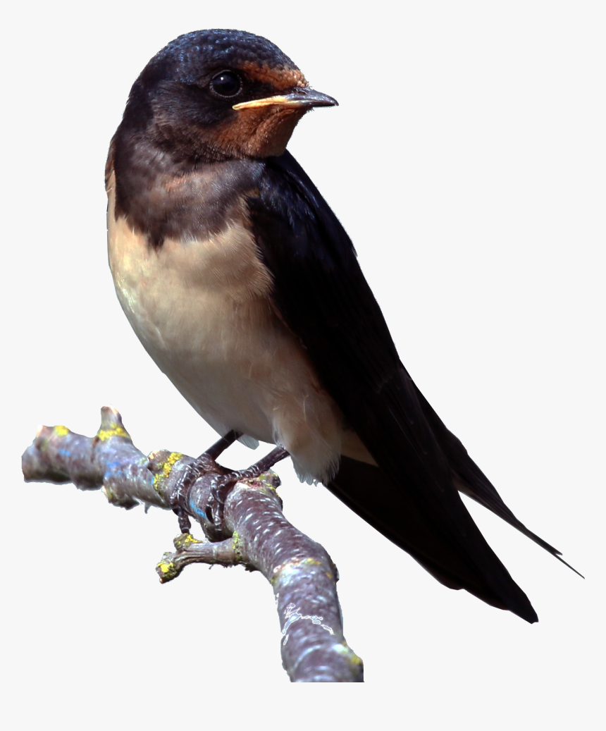 Download Barn Swallow Png Clipart - Things Found In The Environment, Transparent Png, Free Download