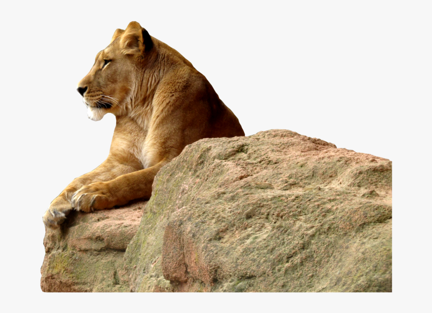 Lioness Transparent Background Png - Transparent Background Lioness Png, Png Download, Free Download