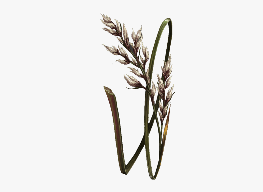 Whitewhip - Phragmites, HD Png Download, Free Download