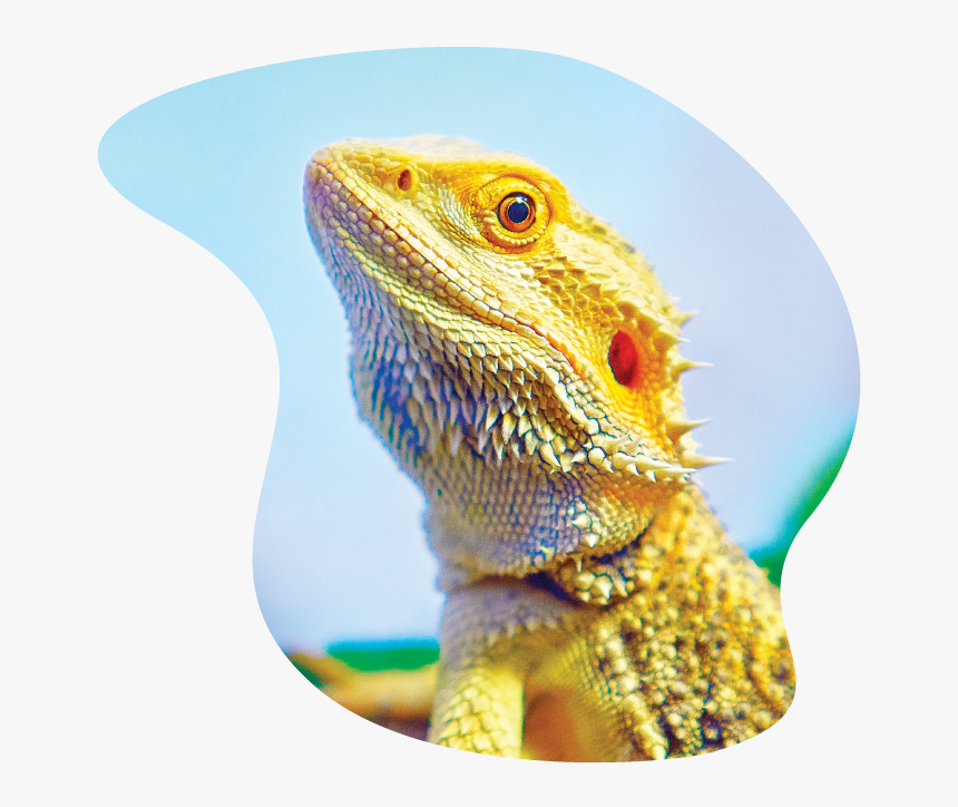 Iguana, HD Png Download, Free Download