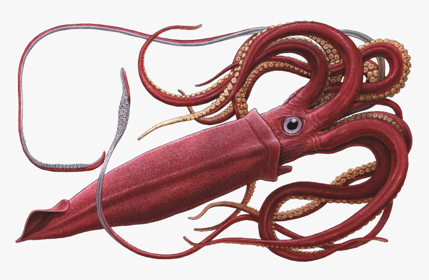 Squid Png - Png Squid, Transparent Png, Free Download