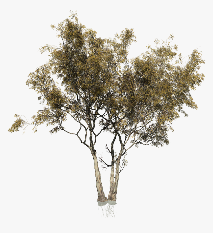 Eucalyptus Camaldulensis Tree Woody Plant Trunk - Transparent Eucalyptus Tree Png, Png Download, Free Download