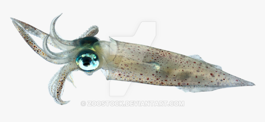 Squid Png Transparent, Png Download, Free Download