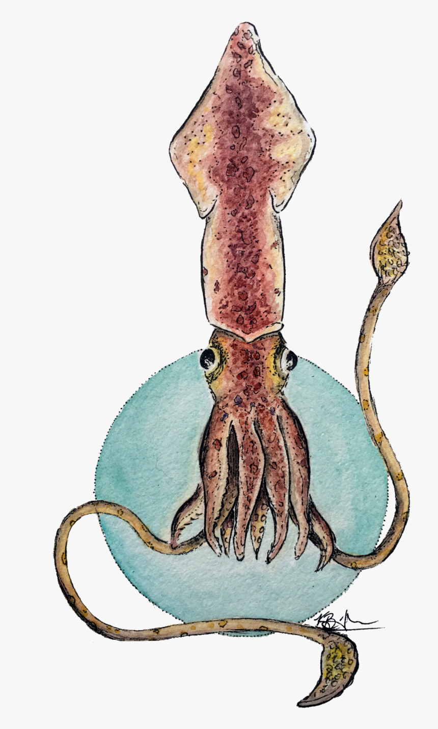 Squid, HD Png Download, Free Download