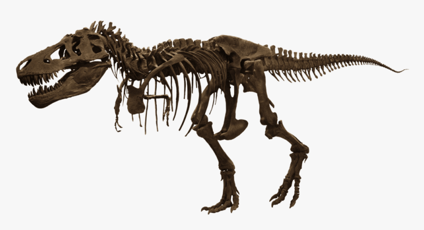 T-rex Skelet - American Museum Of Natural History, HD Png Download, Free Download