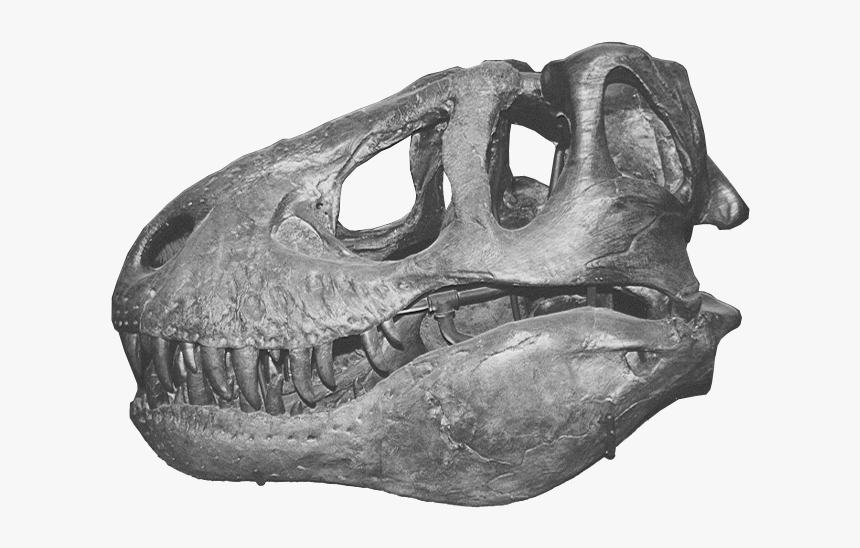 Trex Skull1 - T Rex Skull Png, Transparent Png, Free Download