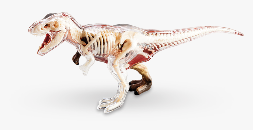 4d Vision T-rex Anatomy Model - 4d Anatomy Model Reddit, HD Png Download, Free Download