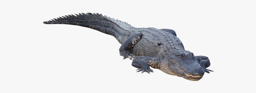 Sleeping Crocodile Png - Alligators On Transparent Background, Png Download, Free Download