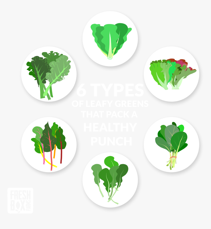 Different Types Of Leafy Vegetable, HD Png Download, Free Download