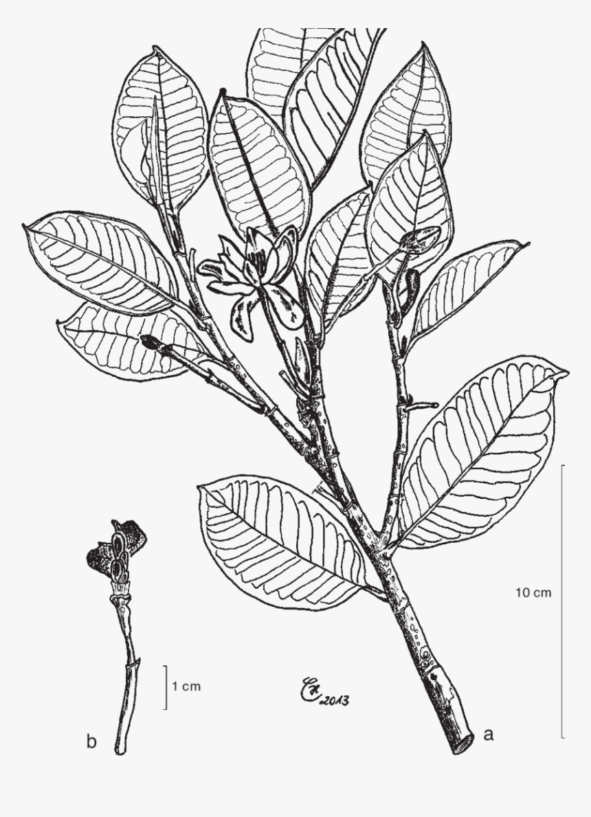Line Art, HD Png Download, Free Download