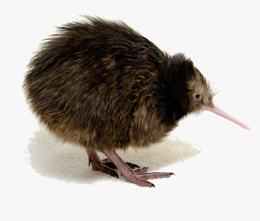 Download Kiwi Bird Png Clipart - Transparent Kiwi Bird, Png Download, Free Download