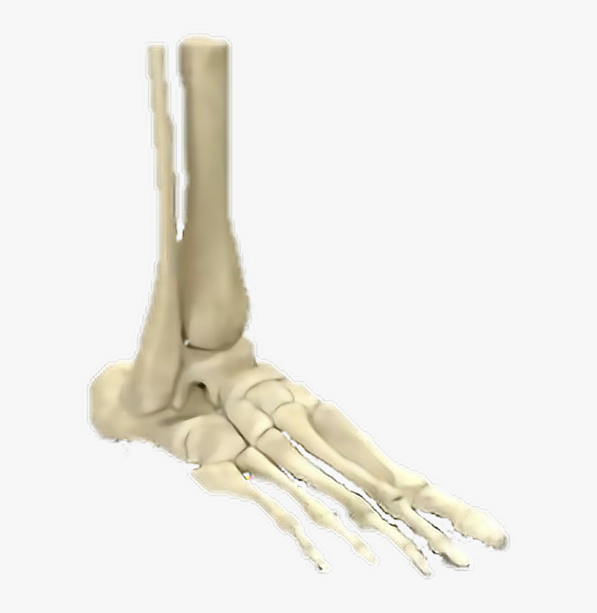 #skeleton #feet #bones #human - Main Human Bones Foot, HD Png Download, Free Download
