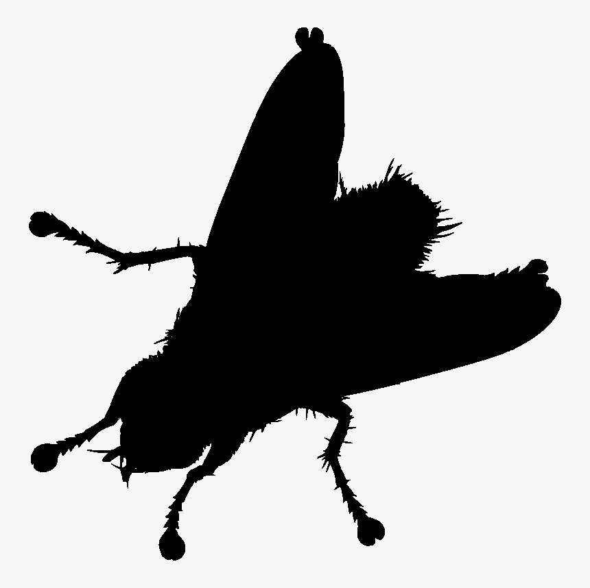 Input House Fly Silhouette - House Fly Silhouette, HD Png Download, Free Download
