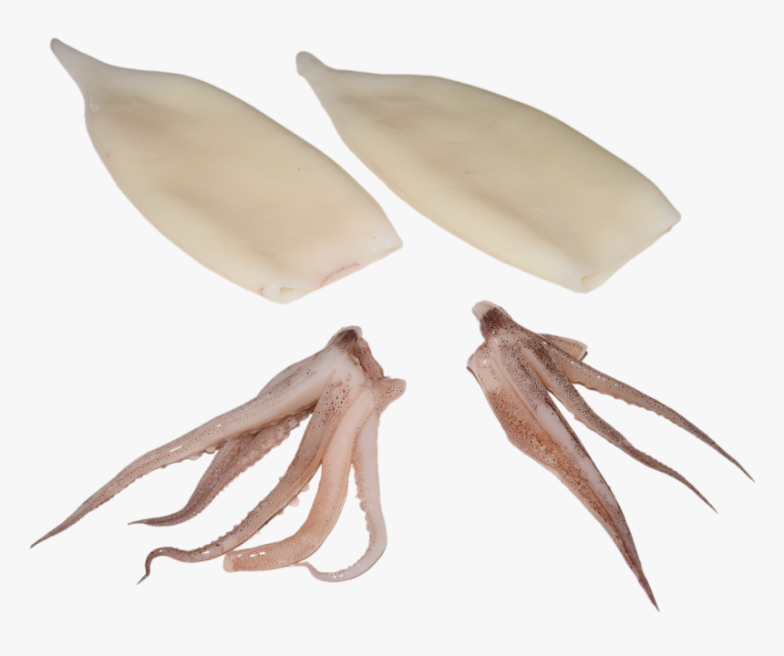 calamari-m download