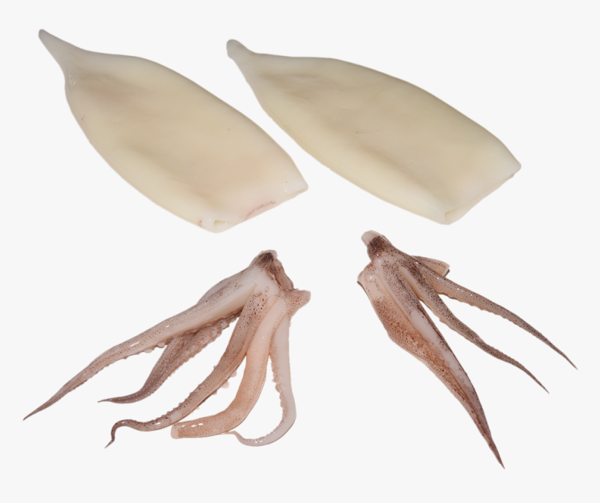 Calamari Animal, HD Png Download, Free Download