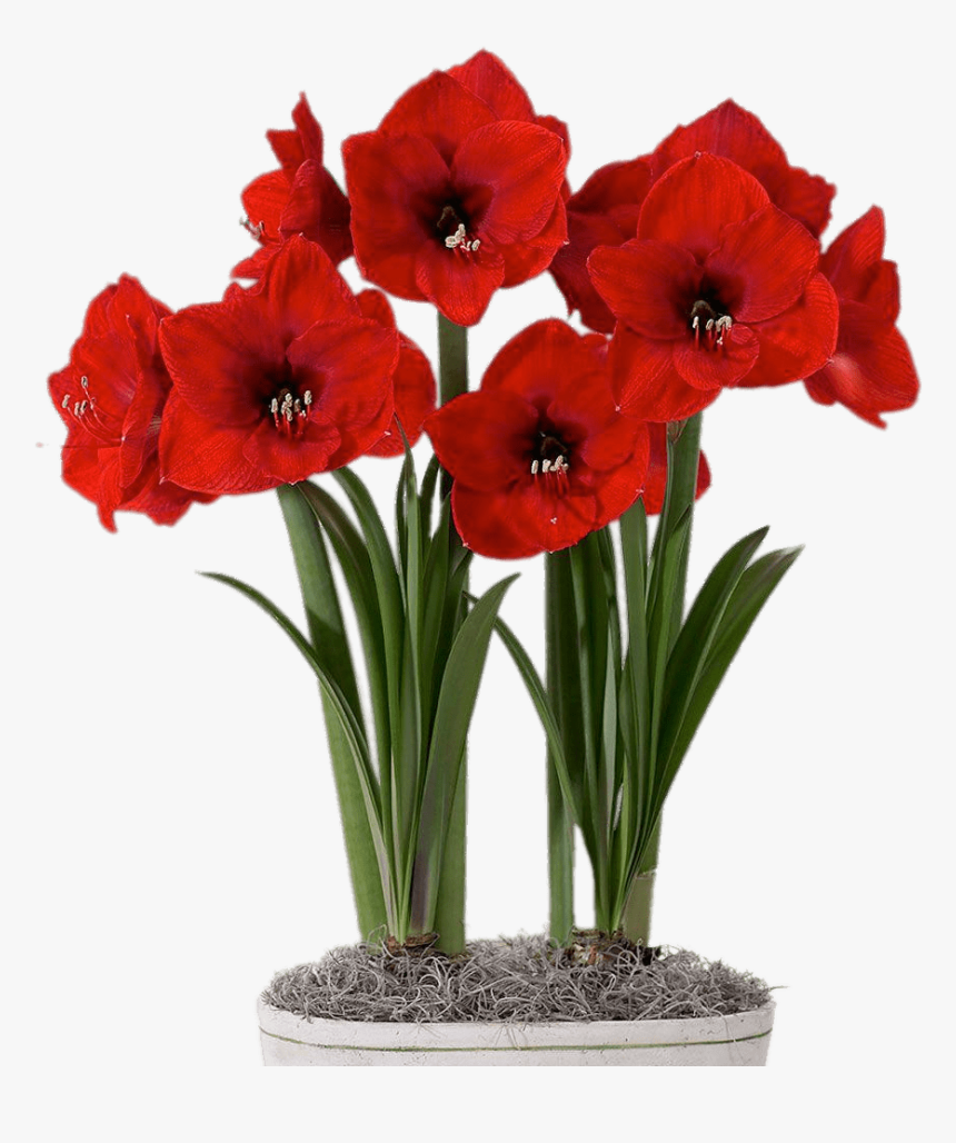 Red Amaryllis In Flower Pot - Diy Paper Amaryllis Flower, HD Png Download, Free Download