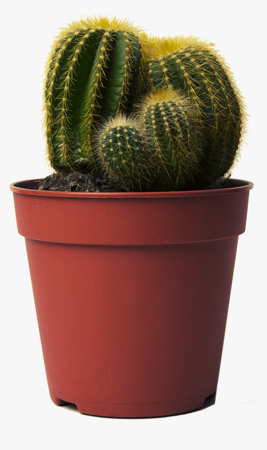 Cactus In Pot Png , Png Download - Cactus, Transparent Png, Free Download