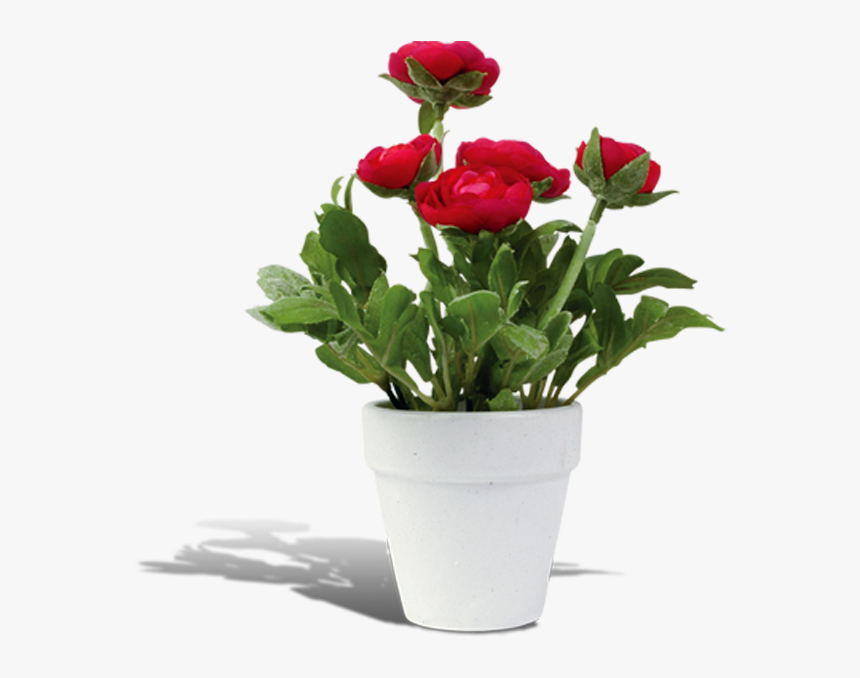 Flowerpot Rosa Chinensis - Flower Pots Png, Transparent Png, Free Download