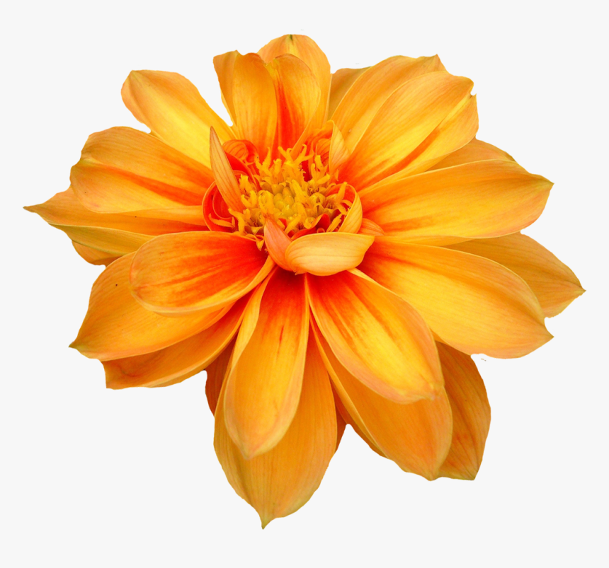 Transparent Background Flower Png, Png Download, Free Download