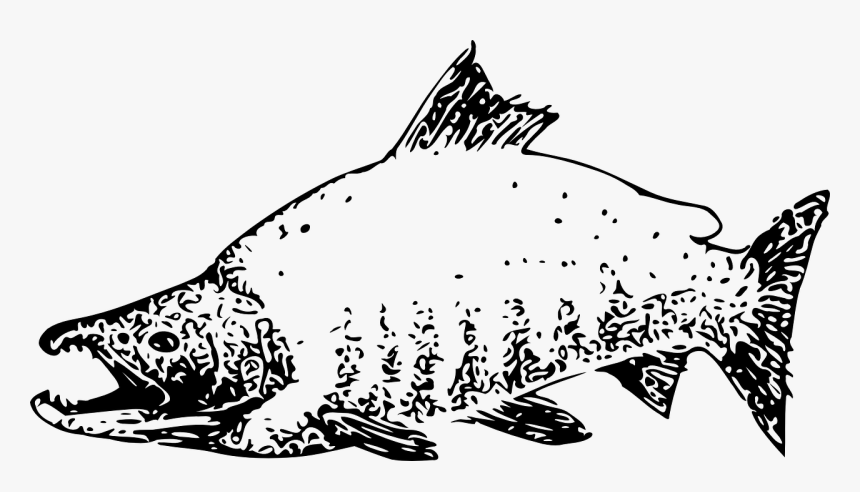 Salmon, HD Png Download, Free Download