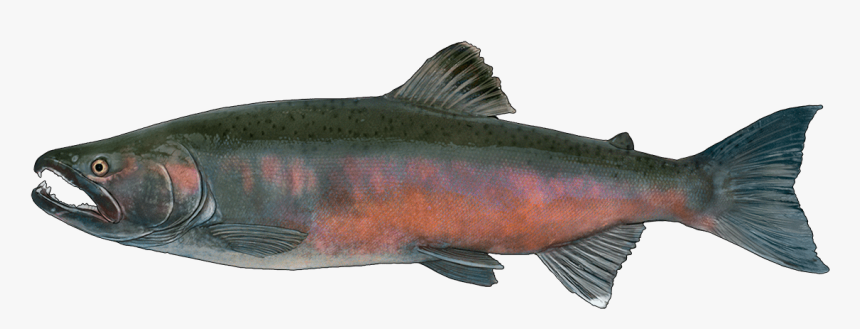 Transparent Trout Png - Красная Рыба На Камчатке, Png Download, Free Download