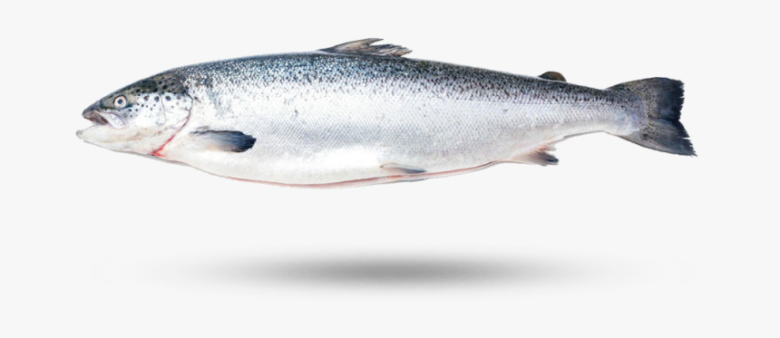 Atlantic Salmon - Trout, HD Png Download, Free Download