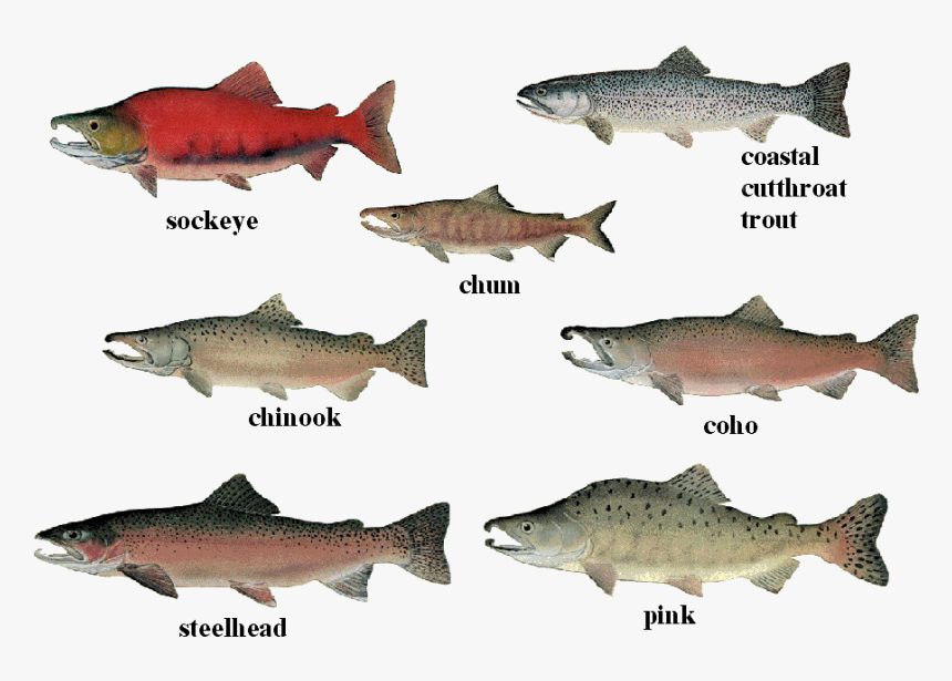 Salmon 01 Transparent - Species Of Salmon, HD Png Download, Free Download