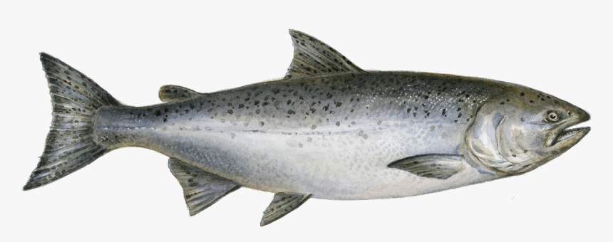 King Salmon Png , Png Download - Chinook Salmon Png, Transparent Png, Free Download