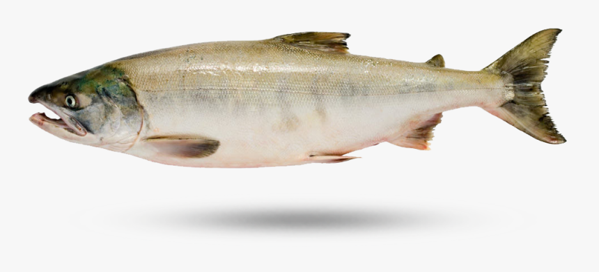 Keta Salmon - Sockeye Salmon, HD Png Download, Free Download