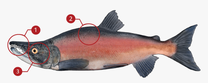 Sockeye Salmon, HD Png Download, Free Download