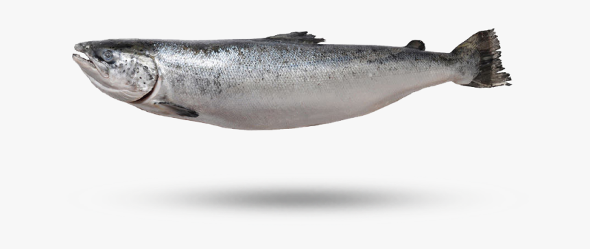 Sockeye Salmon, HD Png Download, Free Download