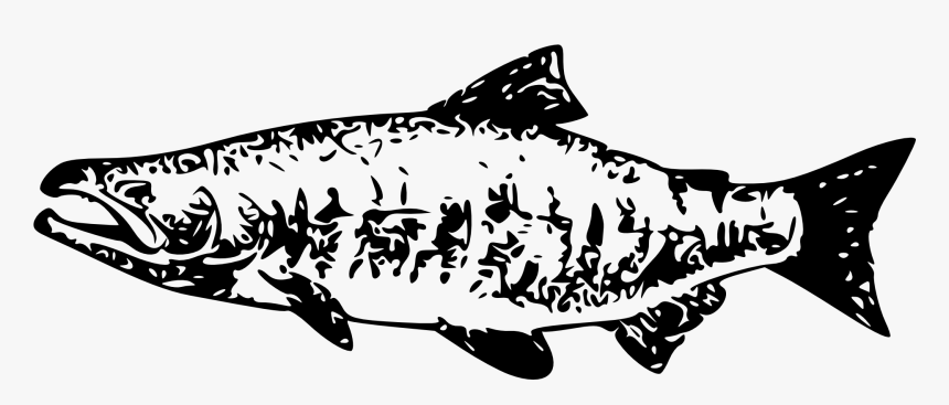 Salmon Clipart Market Fish - Salmon Vector Art, HD Png Download, Free Download