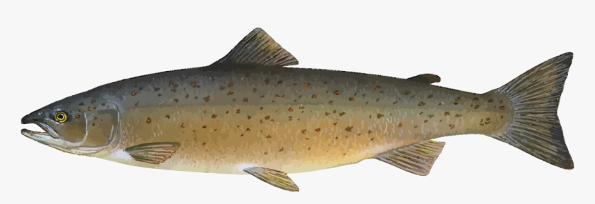 Salmo Salar, HD Png Download, Free Download