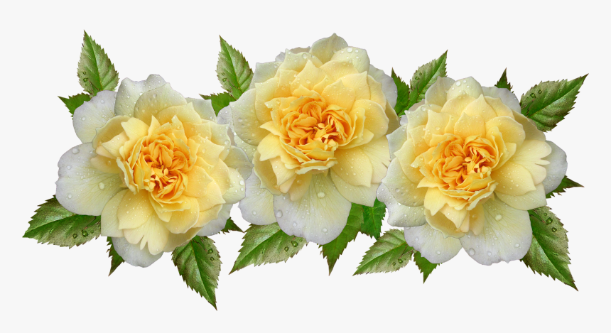 Roses, Yellow, Flowers, Raindrops, Arrangement - Rosa Amarela Com Branco Png, Transparent Png, Free Download