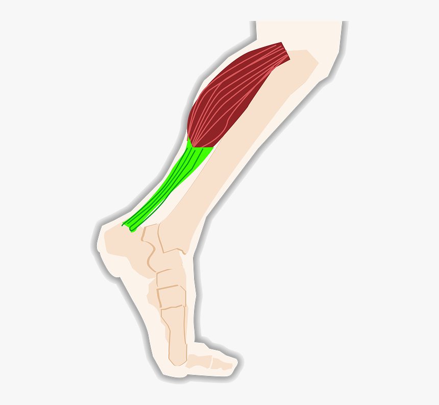 Triceps, Calf, Tendon, Muscle, Leg - Tendon Png, Transparent Png, Free Download