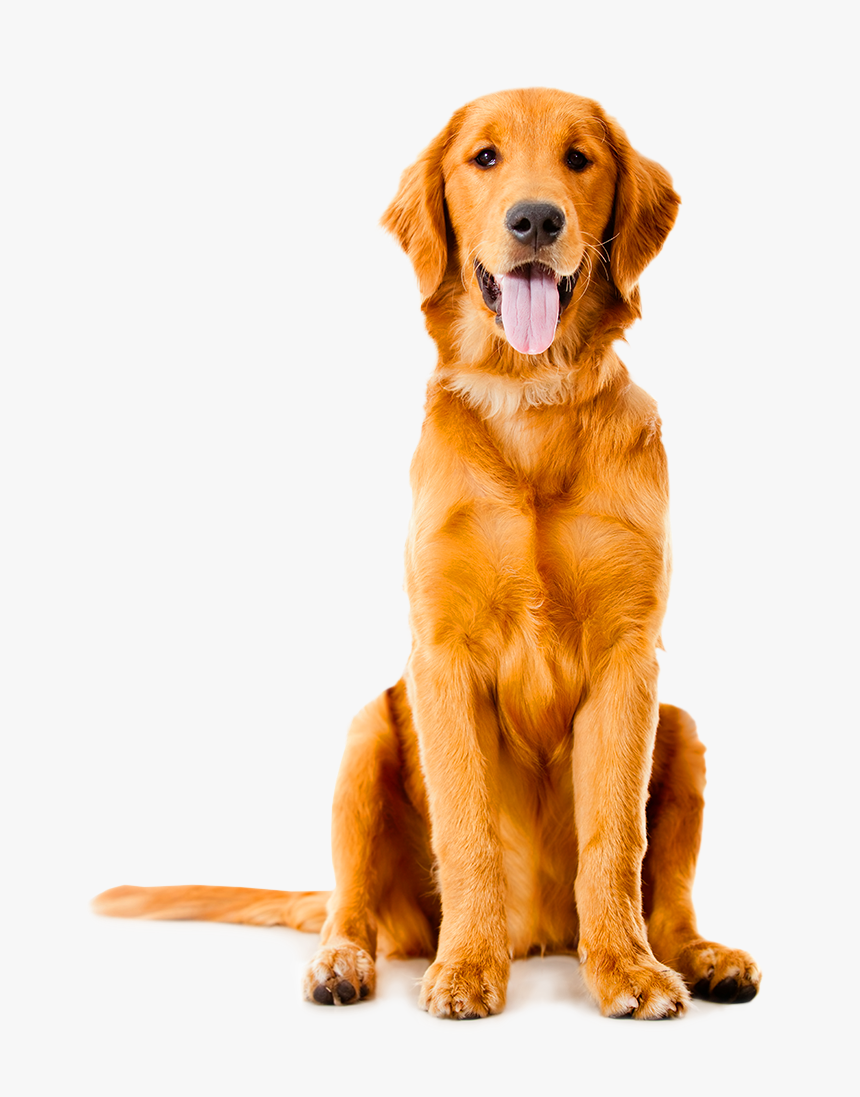 Golden Labrador Shepherd German Sitting Dog Pet Clipart - Golden Retriever Png, Transparent Png, Free Download