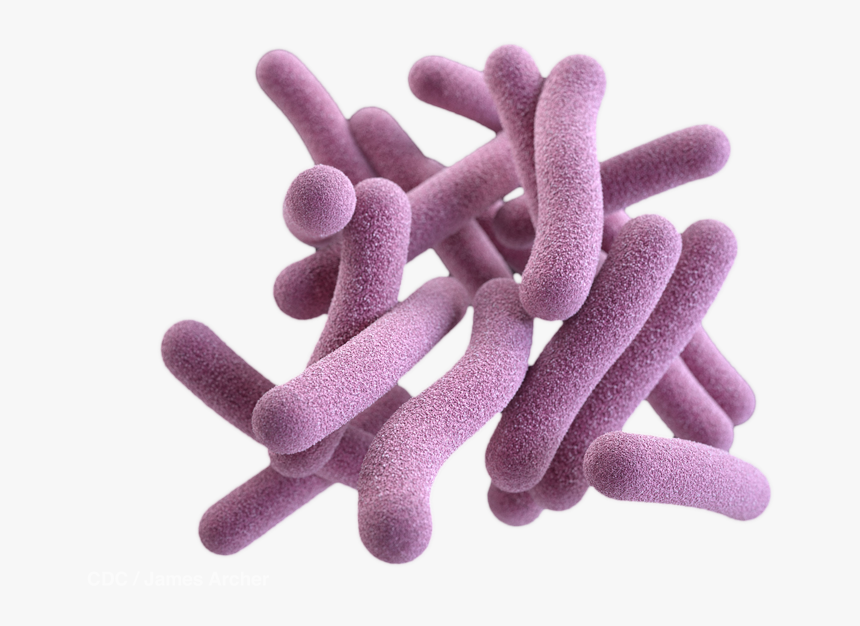 Bacteria Png - Tuberculosis Bacteria Png, Transparent Png, Free Download