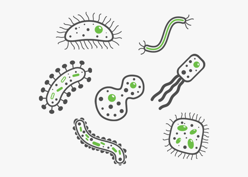 Bacteria Png, Transparent Png, Free Download