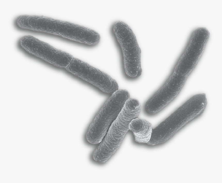 Bacteria Png - E Coli No Background, Transparent Png, Free Download