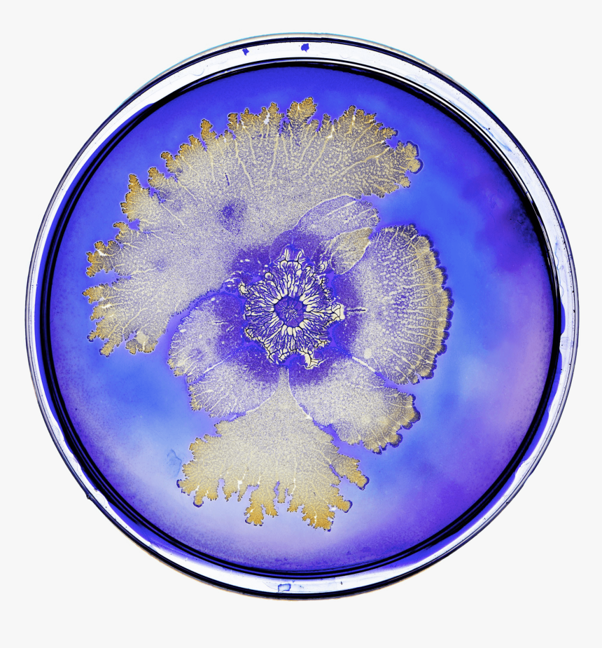 Bacteria In Petri Dish - Tal Danino, HD Png Download, Free Download