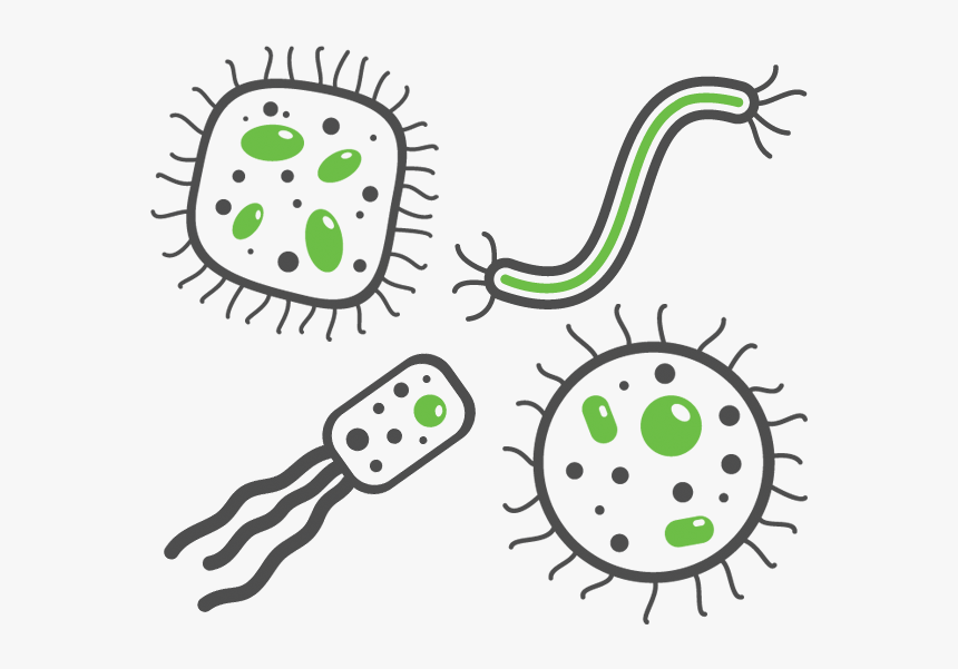 Respiratory Infections - Bacteria Png, Transparent Png, Free Download